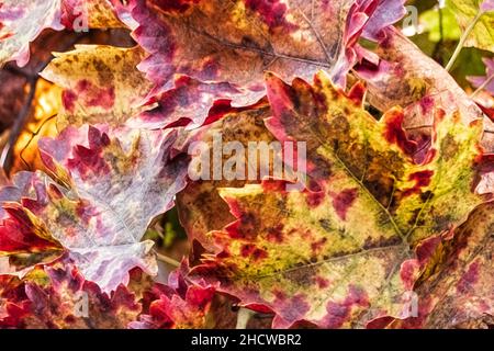 Abstract view of autumn vine leaves. Stock Photo