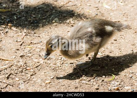 Mandarin (Aix galericulata) chick foraging Stock Photo