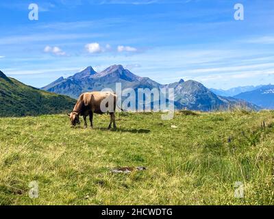 A Cow in the Swiss Mountains, eating grass in tha Haslital Hiking Area Stock Photo