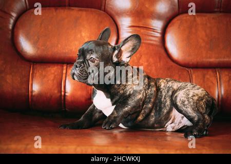 Young Small Black French Bulldog Dog Puppy Lying On Sofa. Funny Dog Baby With Beautiful Black Snout Eyes Bulldog Puppy Dog. Adorable Bulldog Puppy Stock Photo