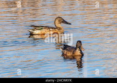Female of Northern shoveler (Spatula clypeata), known simply in Britain as the shoveler, is a common and widespread duck Stock Photo