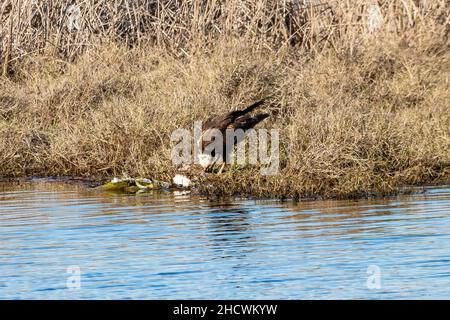 A Western marsh harrier eating its dam (Circus aeruginosus), It is also known as the Eurasian marsh harrier Stock Photo