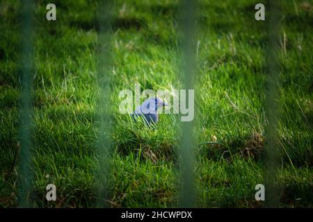 closeup of a jackdaw face and head (Corvus monedula) framed by obscure railings as it hunts for food in green grass Stock Photo