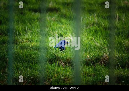 closeup of a jackdaw face and head (Corvus monedula) framed by obscure railings as it hunts for food in green grass Stock Photo