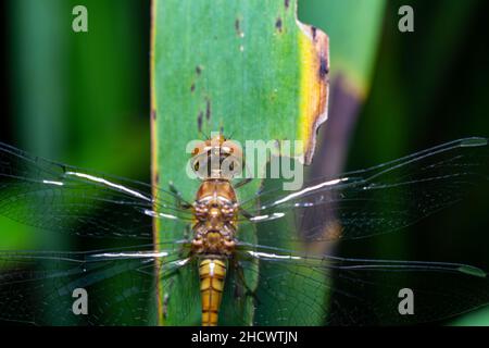 yellow dragonfly on stem of green grass macro eyes Stock Photo