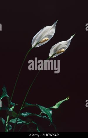 plant of peace lily in blooming with two spathes, black background, Spathiphyllum wallisii, Araceae Stock Photo