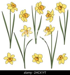 Set of color illustrations with yellow daffodils. Isolated vector objects on a white background. Stock Vector