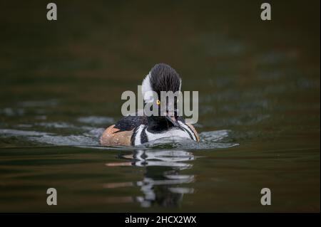 Male Hooded Merganser Lophodytes cucullatus  part of a wildfowl collection in North Norfolk, UK Stock Photo