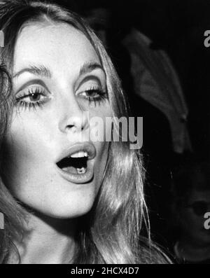 Sharon Tate Circa 1960's Credit: Ralph Dominguez/MediaPunch Stock Photo ...