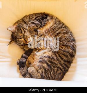 Cat sleeping in a circle Stock Photo