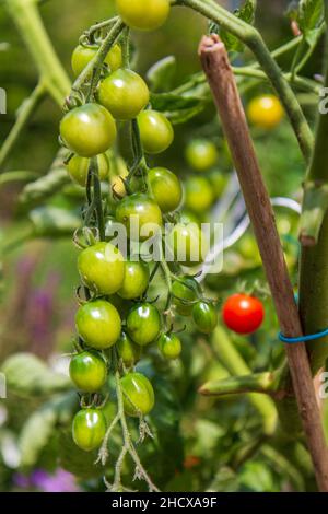 Branch of green cherry tomatoes Stock Photo