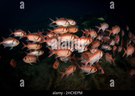 Blackbar soldierfish (Myripristis jacobuson) school on the reef off the Dutch Antilles island of Sint Maarten Stock Photo