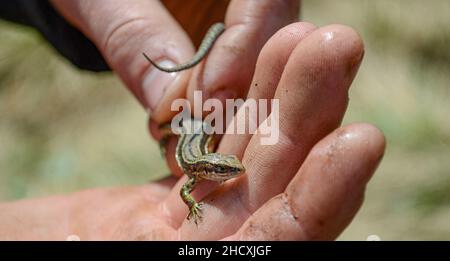 In the hands of a man is a small live lizard. Stock Photo