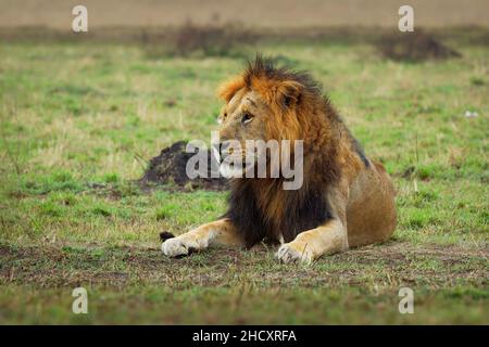 Lion - Panthera leo king of the animals. Lion - the biggest african cat, lying and resting lion on the green grass in Masai Mara National Park in Keny Stock Photo
