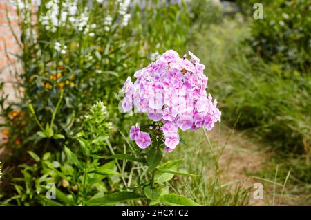 Purple flowers phlox paniculata. Flowering bush of beautiful phlox in the garden in summer light. Family name Polemoniaceae, Scientific name Phlox. Bl Stock Photo