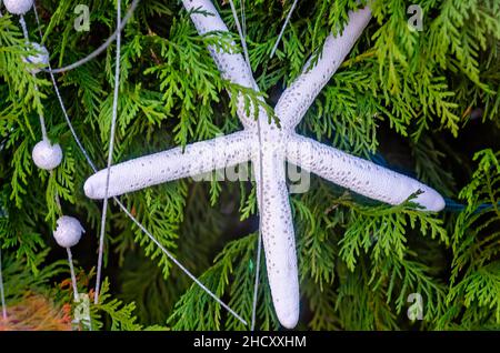 A white finger starfish Christmas ornament hangs from a Christmas tree, Dec. 24, 2021, in Dauphin Island, Alabama. Stock Photo