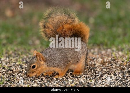 Fox Squirrel foraging for seeds. Stock Photo