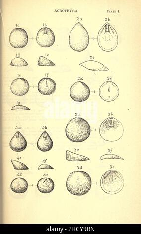 Report on the Cambrian rocks of Cape Breton Stock Photo - Alamy