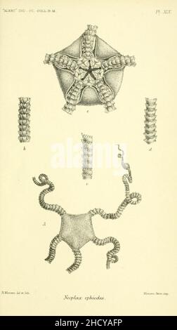 Report on the zoological collections made in the Indo-Pacific Ocean during the voyage of H.M.S. 'Alert' 1881-2 (Pl. XLV) Stock Photo