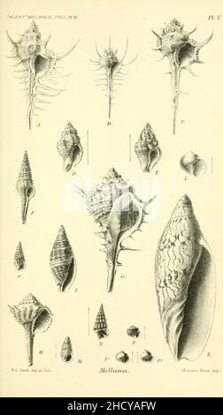 Report on the zoological collections made in the Indo-Pacific Ocean during the voyage of H.M.S. 'Alert' 1881-2 (Pl. V) Stock Photo