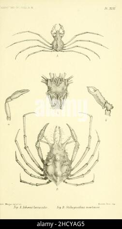 Report on the zoological collections made in the Indo-Pacific Ocean during the voyage of H.M.S. 'Alert' 1881-2 (Pl. XLVI) Stock Photo