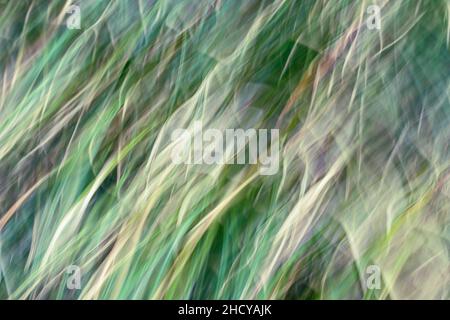 Abstract soft motion blur with curving,diagonal, sinuous yellow-hued lines of alders amid the green hues of a fir trees (intentional camera movement). Stock Photo