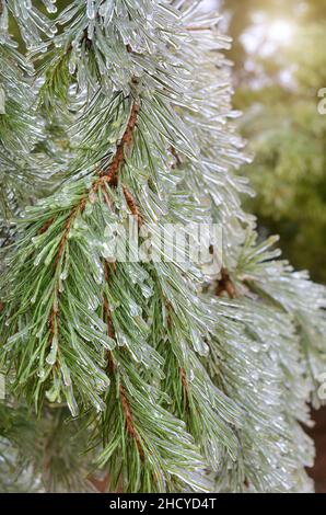 Ice on a branch of coniferous tree after a winter ice storm. Aftermath of freezing rain. Stock Photo