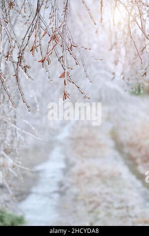 Glaze on a birch branches after a winter ice storm. Effect of atmospheric icing. Stock Photo
