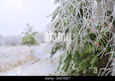 Branches of tree by a thick layer of glaze. Consequences of the icy rain at the beginning of winter. Stock Photo