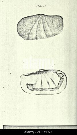 Republication of Conrad's Fossil shells of the Tertiary formations of North America Stock Photo
