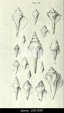 Republication of Conrad's Fossil shells of the Tertiary formations of North America Stock Photo