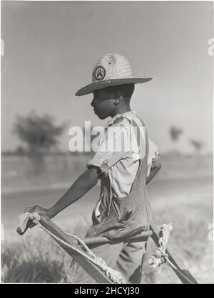 Resting the mules which get too hot when the cotton is high ... (3110576194). Stock Photo