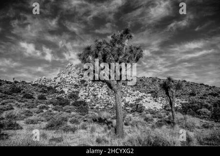 Black and White Skies Over Joshua Tree and Desert Scene in California Stock Photo