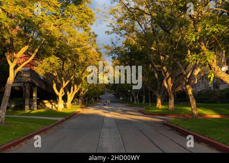 Two people walking a dog down a road of Occidental College at sunset Stock Photo