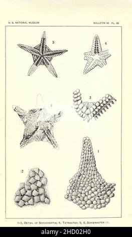 Revision of Paleozoic Stelleroidea Stock Photo