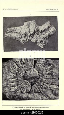 Revision of Paleozoic Stelleroidea Stock Photo