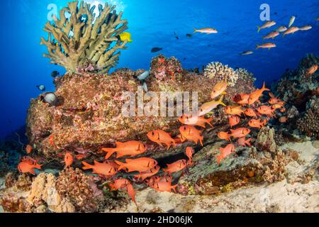 A school of shoulderbar soldierfish, Myripristis kuntee, stick close to the shadows during the day, Hawaii. Stock Photo