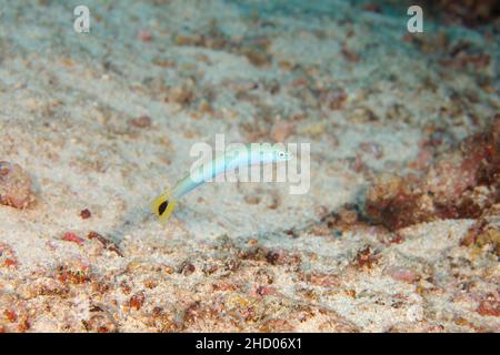 Spot-tail dartfish, Ptereleotris heteroptera, Fiji. Also known as a tailspot dartgoby and blacktail goby. Stock Photo