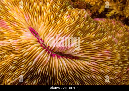 Mouth detail of a colorful and healthy mushroom coral, Fungia fungites, that is growing on a tropical coral reef in the Philippines. Mushroom coral is Stock Photo