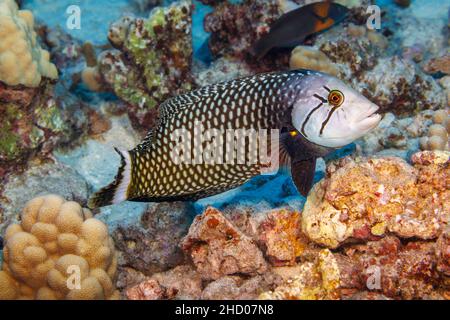 This is the adult phase of the rockmover wrasse, Novaculichthys taeniourus, Hawaii. Stock Photo
