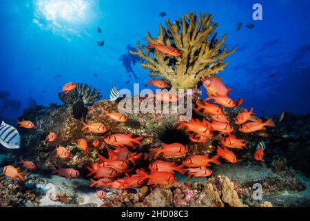 Divers (MR) and a school of shoulderbar soldierfish, Myripristis kuntee. Hawaii. Stock Photo