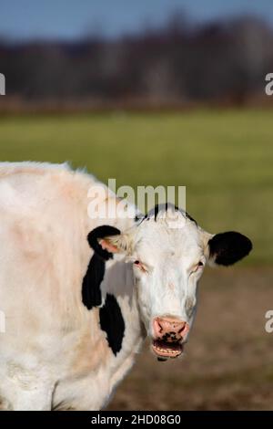 Wisconsin dairy cow talking, mouth open and showing teeth, vertical Stock Photo