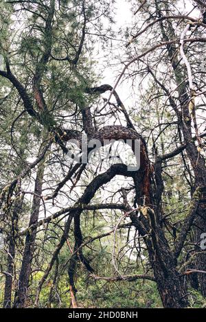 The tree trunk of a mature pine tree,  ponderosa pine (Pinus ponderosa) bends to adapt to the surrounding forest, United States. Stock Photo
