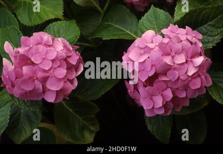 PINK HYDRANGEA MACROPHYLLA FLOWERHEADS IN FULL BLOOM. Stock Photo