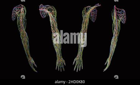 Full nerve, lymphatic, artery, and venous vein anatomy in yellow, green, red, and blue of arm from anterior, posterior, lateral, and medial views Stock Photo
