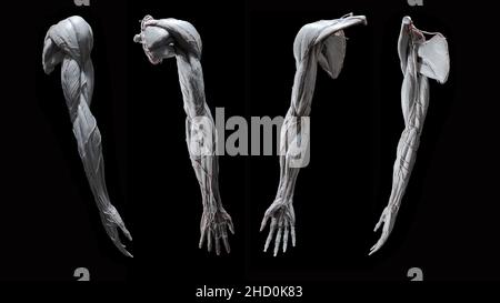Full exterior anatomy of arm in white from anterior, posterior, lateral, and medial views on black background Stock Photo