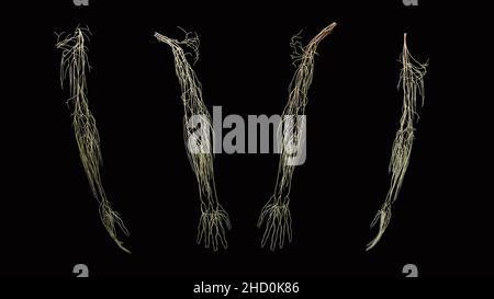 Full neurologic nerve anatomy of arm in yellow from anterior, posterior, lateral, and medial views on black background Stock Photo