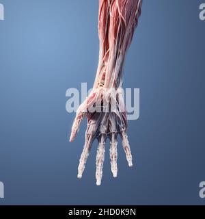 Full 3D anatomy of the palmar side of the hand, wrist, and distal forearm including muscles, vessels, nerve, bone, ligaments, and tendons on blue back Stock Photo