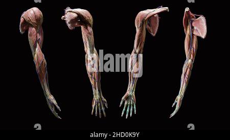 Full muscular, connective tissue, vein anatomy of arm from anterior, posterior, lateral, and medial views on black background Stock Photo