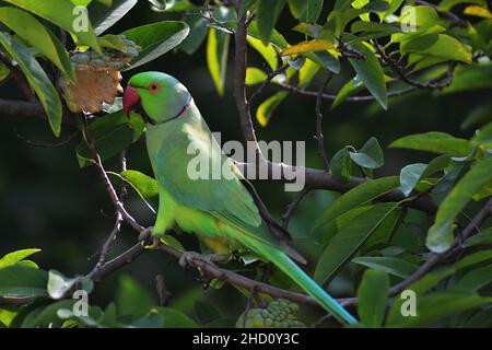 The rose-ringed parakeet /Psittacula krameri/ring-necked parakeet perched on a Custard apple tree eating the fruit/wildlife Stock Photo